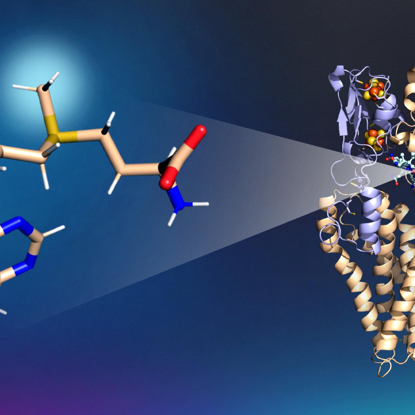 Pictured here is the The S-adenosylmethionine molecule