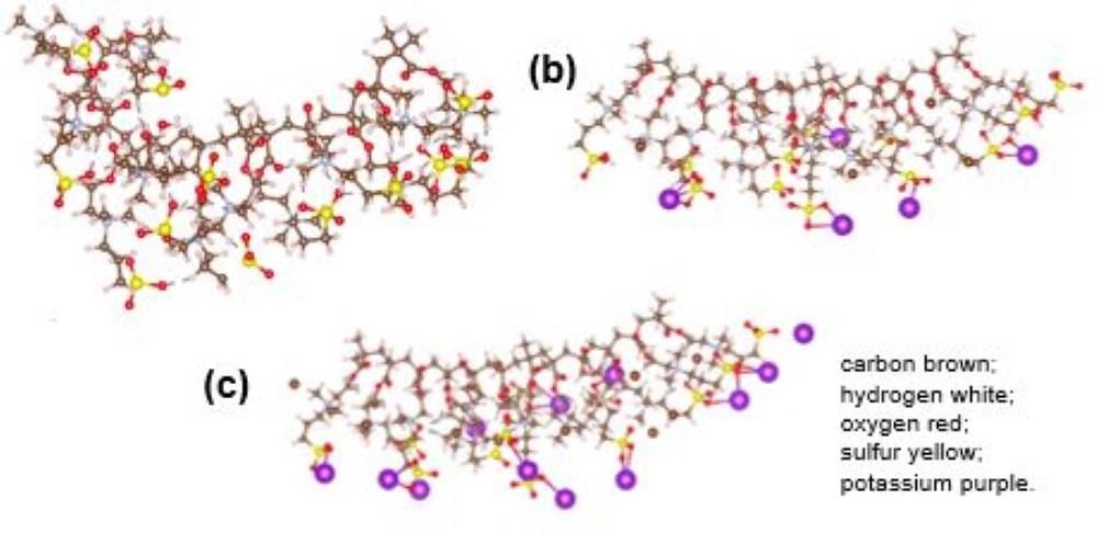 Snapshots of a polyzwitterion chain 